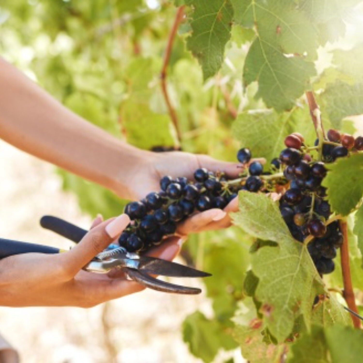 Ochotně přijímejme Ježíše a Boží slovo