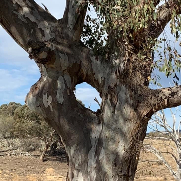 Ring Trees Episode 4 artwork