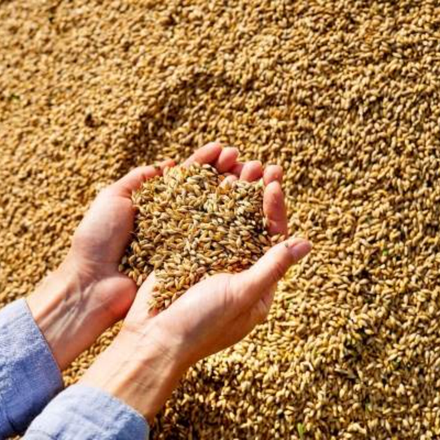 Přinést úrodu věčného života