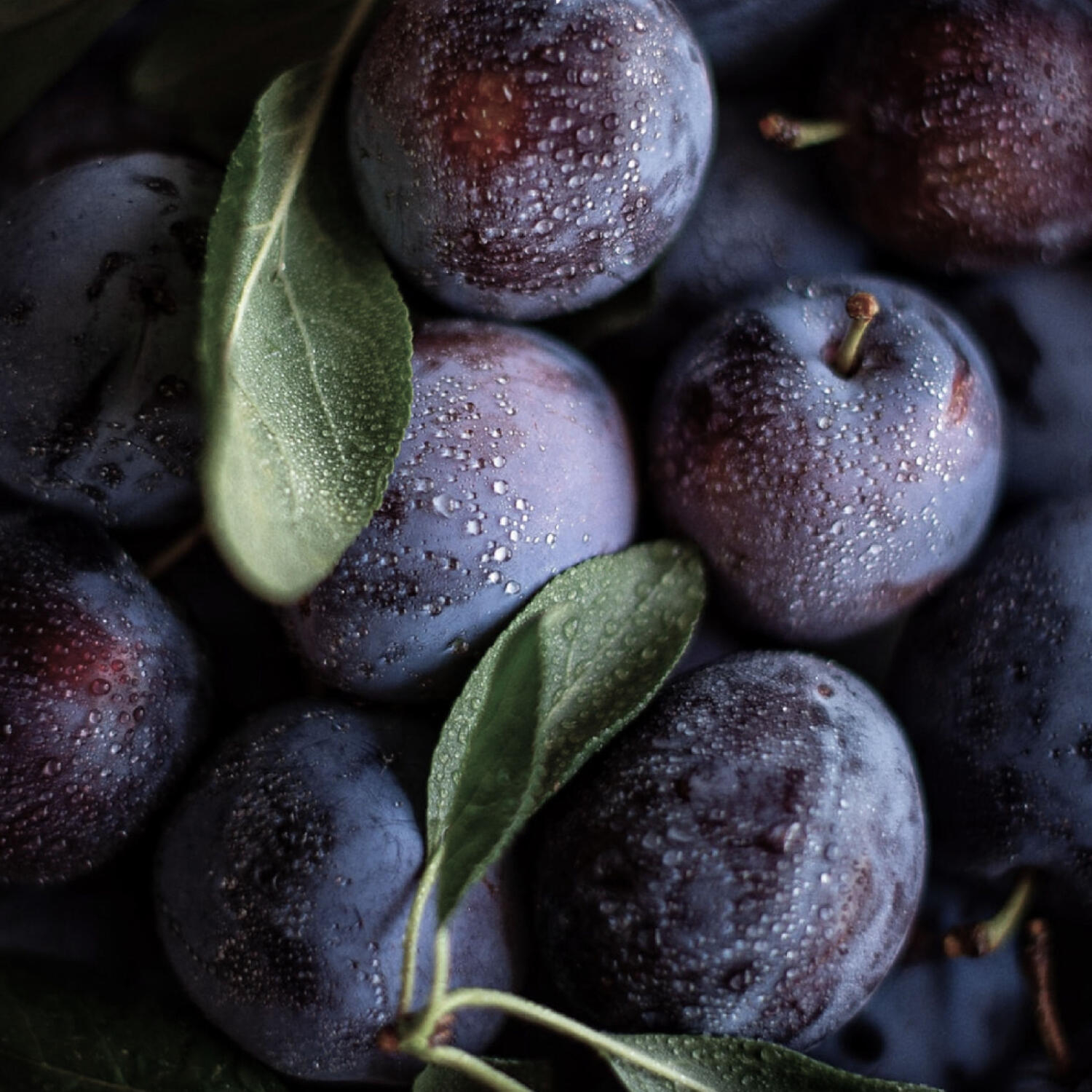 Feb 26: Could a new super-plum treat eczema? You can help us find out! episode artwork